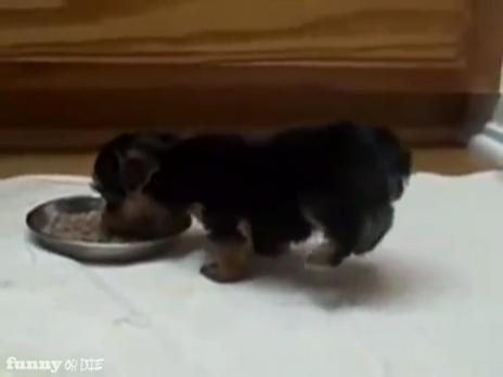 Puppy Excited To Eat