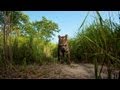 National Geographic Live! - Steve Winter: On the Trail of the Tiger