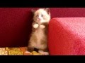 Kitten Cute Was Afraid / Котенок мило испугался