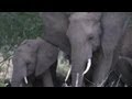 Humane Elephant Contraception
