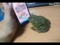 frog plays ipad the ant crusher