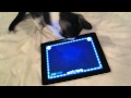 Zelda the kitten plays with the iPad