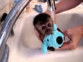 baby monkey nala gets a bath
