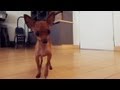 Chihuahua Mix Gets Frisky at the Office | The Daily Puppy