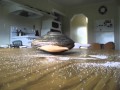 Clam Eating Salt On Table
