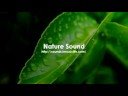 Nature Sound 1 - THE MOST RELAXING SOUNDS -