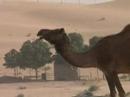 Save The Camels