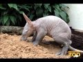 Baby Aardvark and Mom at Brookfield Zoo