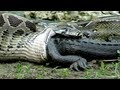 Python eats Alligator 02, Time Lapse Speed x6