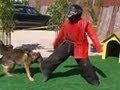Attacked by Police K9 | MythBusters