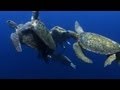 World's Weirdest - Sea Turtle Mating Melee