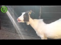 Funny Goat.flv