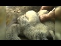 Raw Video: Dog Nurses Rare White Tiger Cubs