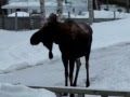 moose falling on face