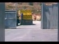 פרות משתוללות במעבר סחורות