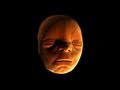 Face Development in the Womb - Inside the Human Body: Creation - BBC One