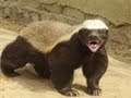 Honey Badgers: The Crazy Truth