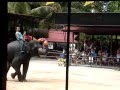 كرة السلة بواسطة الأفيال في تايلاند!